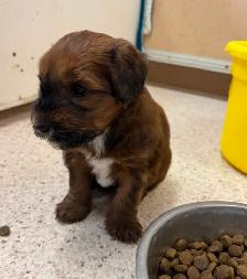 Soft Coated Wheaten puppies - Photo 2