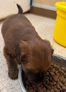 Soft Coated Wheaten puppies - Photo 3