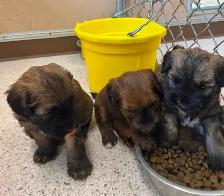 Soft Coated Wheaten puppies - Photo 4