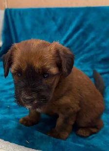 Soft Coated Wheaten puppies - Photo 5