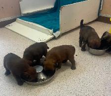 Soft Coated Wheaten puppies - Photo 6