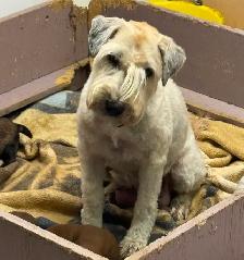 Soft Coated Wheaten puppies - Photo 7
