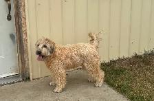 Soft Coated Wheaten puppies - Photo 8