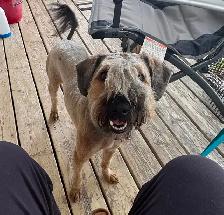 Soft Coated Wheaten puppies - Photo 9