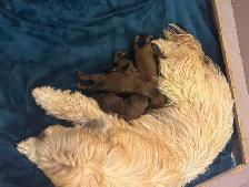 Soft Coated Wheaten puppies - Photo 10