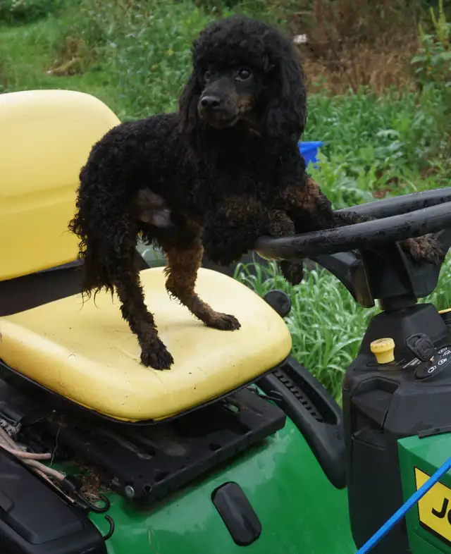 KNIGHT RIDER - BLACK & RED PUREBRED POODLE