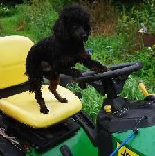 KNIGHT RIDER - BLACK & RED PUREBRED POODLE - Photo 2