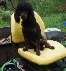 KNIGHT RIDER - BLACK & RED PUREBRED POODLE - Photo 3