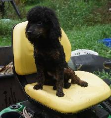 KNIGHT RIDER - BLACK & RED PUREBRED POODLE - Photo 4