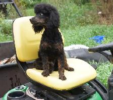 KNIGHT RIDER - BLACK & RED PUREBRED POODLE - Photo 5