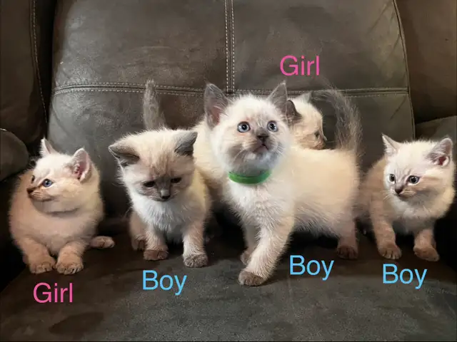 Lynx Point & Blue Point Siamese Mix Kittens
