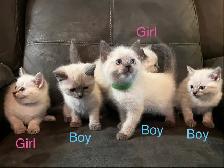 Lynx Point & Blue Point Siamese Mix Kittens