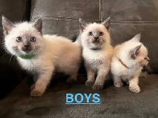 Lynx Point & Blue Point Siamese Mix Kittens - Photo 2