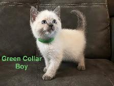 Lynx Point & Blue Point Siamese Mix Kittens - Photo 3
