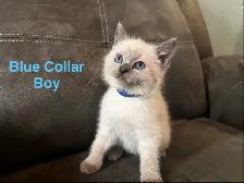 Lynx Point & Blue Point Siamese Mix Kittens - Photo 4