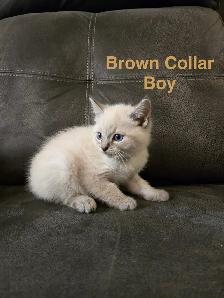 Lynx Point & Blue Point Siamese Mix Kittens - Photo 5