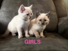 Lynx Point & Blue Point Siamese Mix Kittens - Photo 6