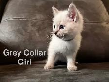 Lynx Point & Blue Point Siamese Mix Kittens - Photo 7
