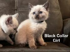 Lynx Point & Blue Point Siamese Mix Kittens - Photo 8