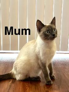 Lynx Point & Blue Point Siamese Mix Kittens - Photo 9