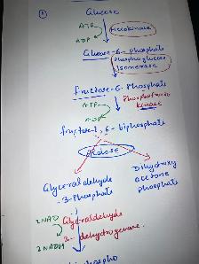 Physics Chemistry Biology Maths Grade 11 -12 Turoring - Photo 5