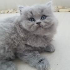 Scottish Straight Blue long-hair kittens registered in CCA/AFC - Photo 10