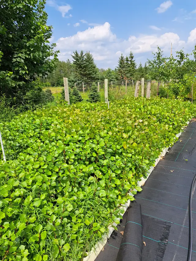 Hybrid Poplars for Sale
