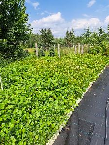Hybrid Poplars for Sale