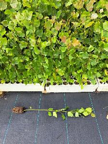 Hybrid Poplars for Sale - Photo 2