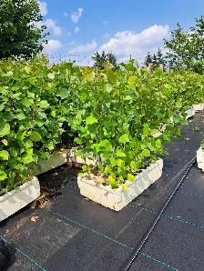 Hybrid Poplars for Sale - Photo 3