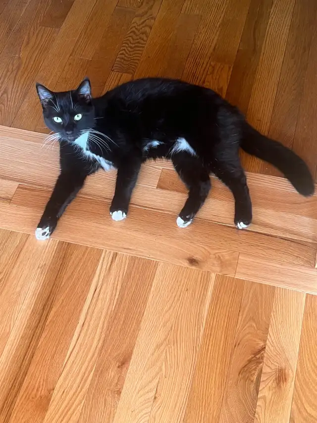 Free indoor tuxedo fixed female cat