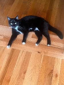Free indoor tuxedo fixed female cat