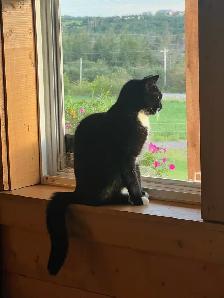 Free indoor tuxedo fixed female cat - Photo 2