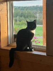 Free indoor tuxedo fixed female cat - Photo 3