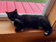 Free indoor tuxedo fixed female cat - Photo 4