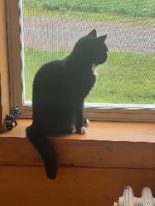 Free indoor tuxedo fixed female cat - Photo 5