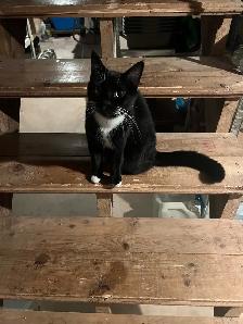Free indoor tuxedo fixed female cat - Photo 6