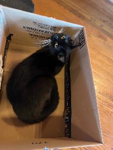 Free indoor tuxedo fixed female cat - Photo 7