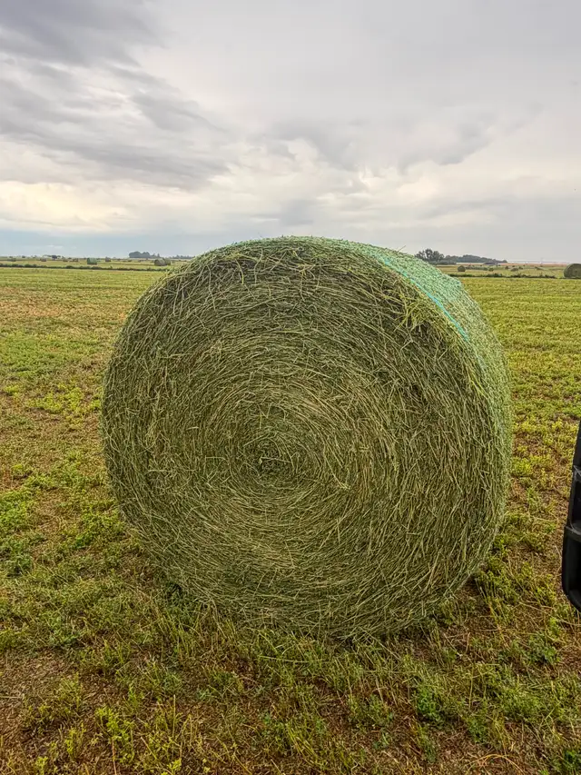Rounds bales