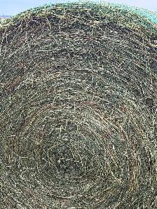 Rounds bales - Photo 2