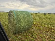 Rounds bales - Photo 3