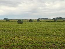 Rounds bales - Photo 4
