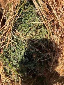 Rounds bales - Photo 7