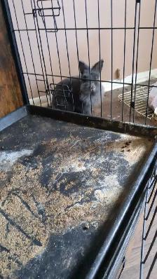 lapin nain - Photo 2