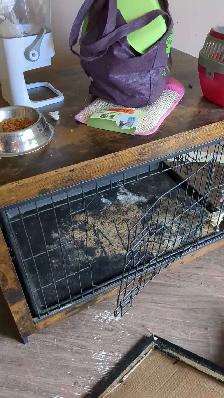 lapin nain - Photo 3