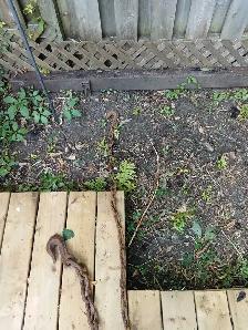 2 grosses chaînes 18 pieds et 20 piedss - Photo 4