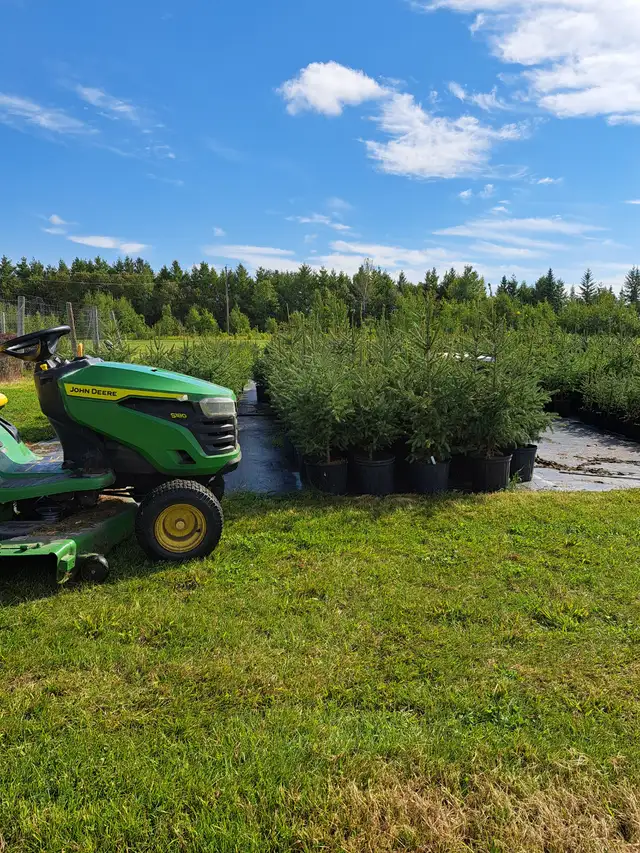 Spruce Trees for Sale