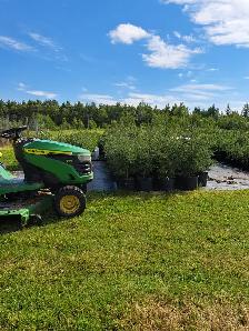 Spruce Trees for Sale
