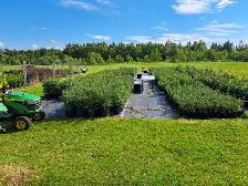 Spruce Trees for Sale - Photo 2