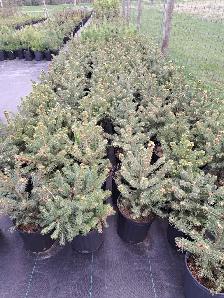 Spruce Trees for Sale - Photo 3